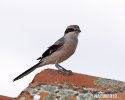 Southern Grey Shrike