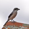 Southern Grey Shrike