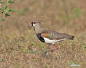 Southern Lapwing