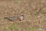 Southern Lapwing