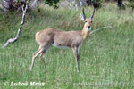 Southern Reedbuck