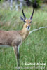 Southern Reedbuck