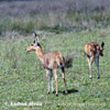 Southern Reedbuck