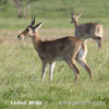 Southern Reedbuck