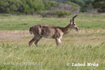 Southern Reedbuck