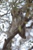 Southern White-faced Owl