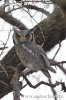 Southern White-faced Owl