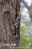 Southern Yellow-billed Hornbill