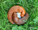 Spanish Slug - copulation