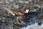 Spanish Sparrow