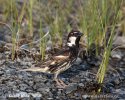 Spanish Sparrow