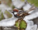 Spanish Sparrow