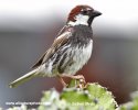 Spanish Sparrow