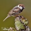 Spanish Sparrow