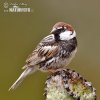 Spanish Sparrow