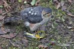 Sparrowhawk