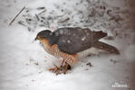 Sparrowhawk
