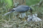 Sparrowhawk