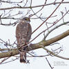 Sparrowhawk