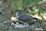 Sparrowhawk