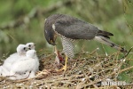 Sparrowhawk