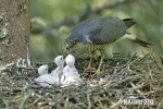 Sparrowhawk