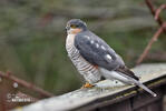 Sparrowhawk