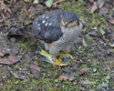 Sparrowhawk