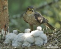 Sparrowhawk