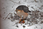Sparrowhawk