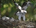 Sparrowhawk