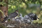 Sparrowhawk