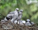 Sparrowhawk