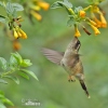 Speckled Hummingbird