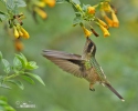 Speckled Hummingbird