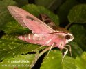 Sphinx de l'euphorbe