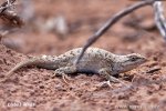 Spiny lizard