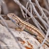 Spiny lizard