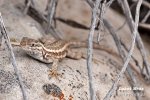 Spiny lizard