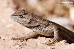 Spiny lizard