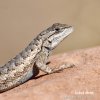 Spiny lizard