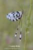 Spoonwing lacewing Thread-winged Antlion