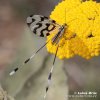 Spoonwing lacewing Thread-winged Antlion