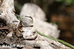 Spotted Bush Snake