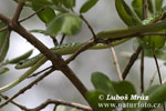 Spotted Bush Snake