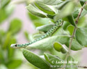 Spotted Bush Snake