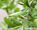 Spotted Bush Snake