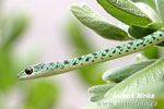 Spotted Bush Snake