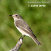 Spotted Flycatcher