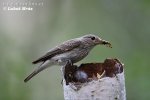 Spotted Flycatcher